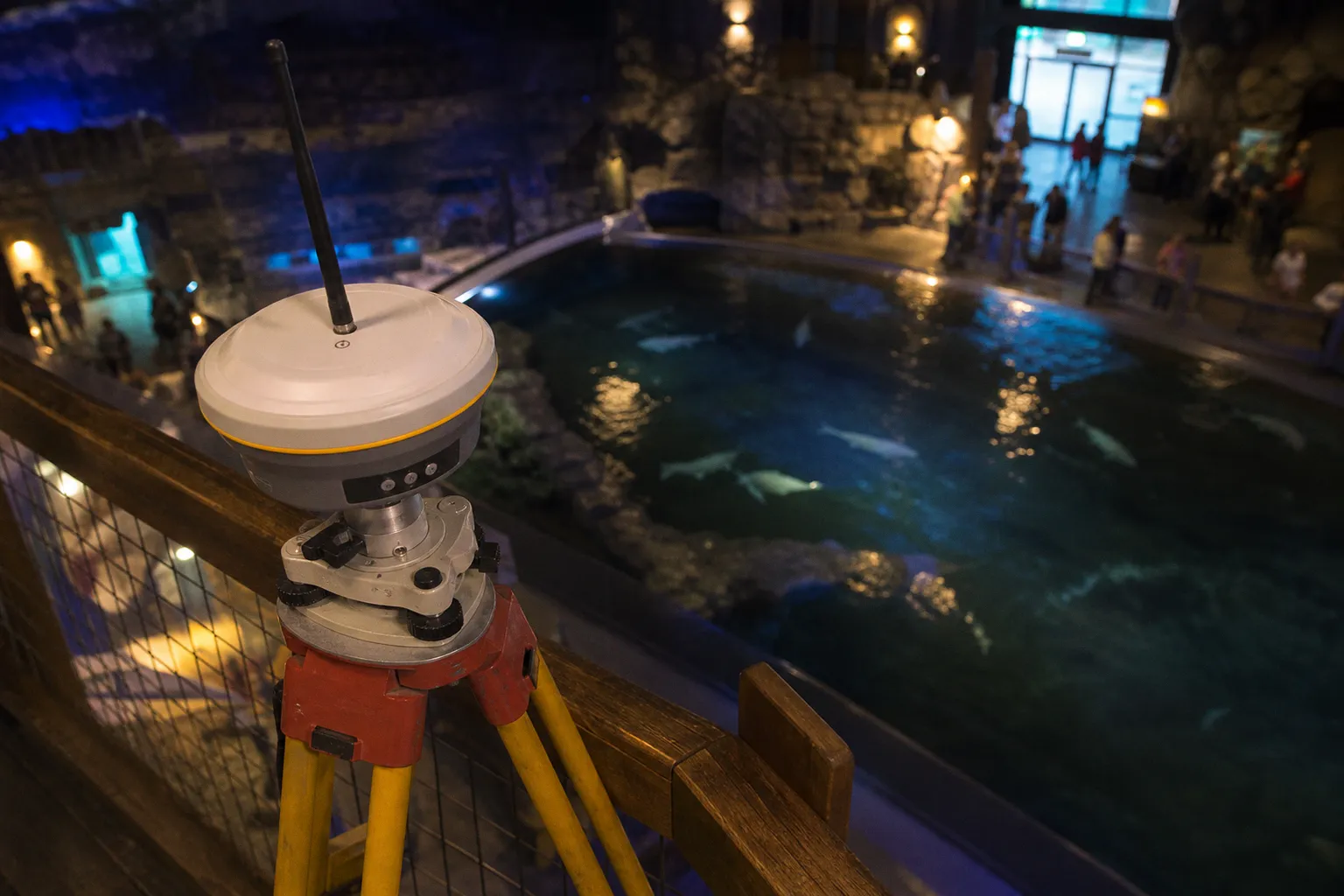 Aquarium Ripley des Smokies : 3 points clés pour réserver