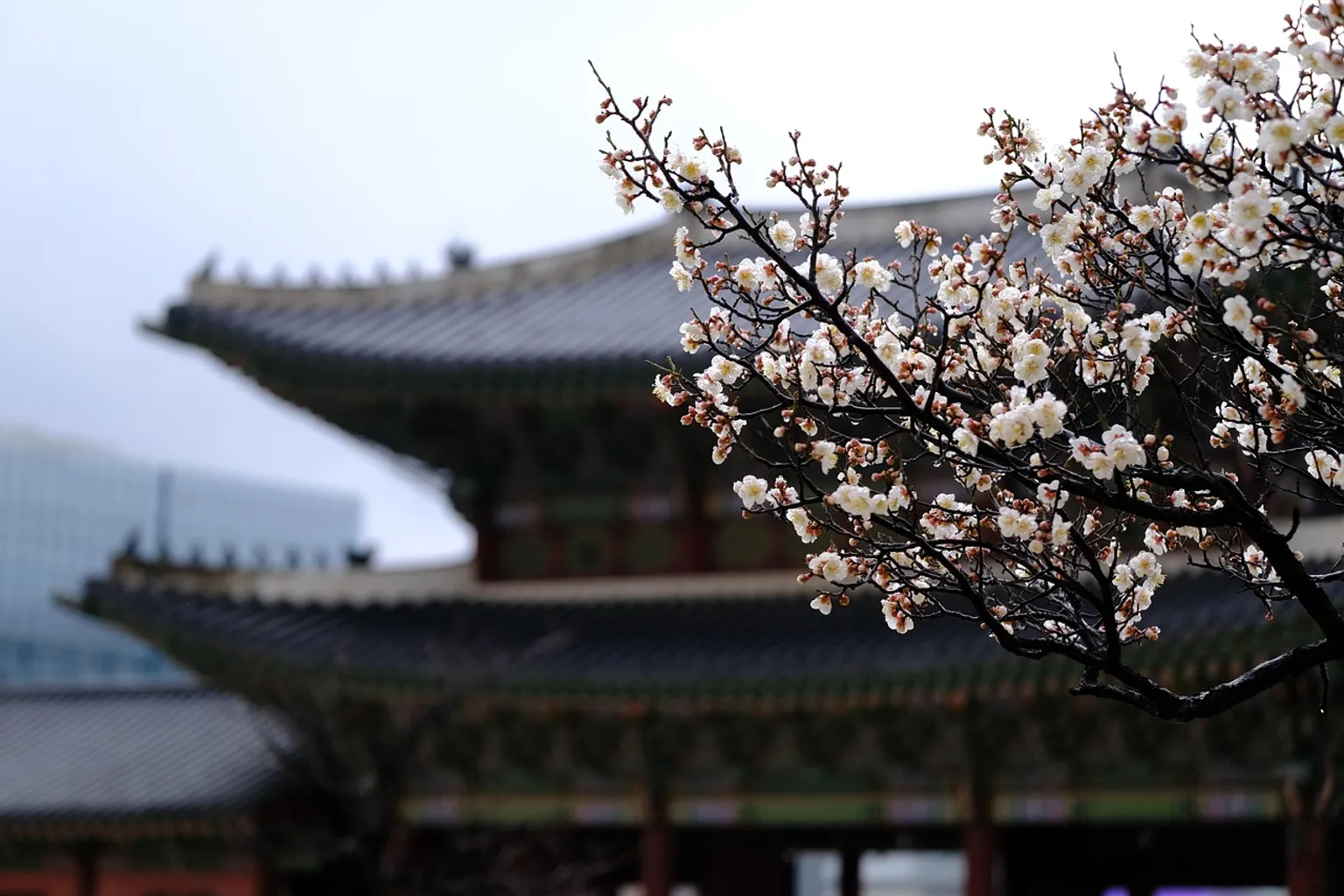 Palais de Gyeongbokgung : 3 options pour organiser votre visite