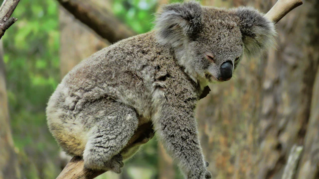 Australian Reptile Park