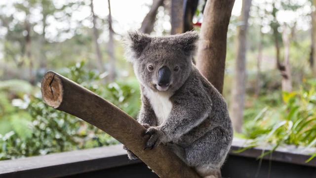 WILD LIFE Sydney Zoo