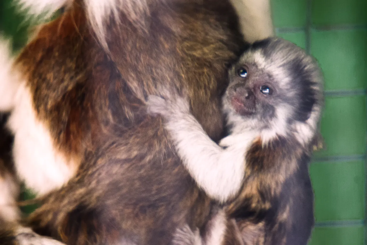 Zoo de Stone horaires : l'apport du SIG en 5 minutes
