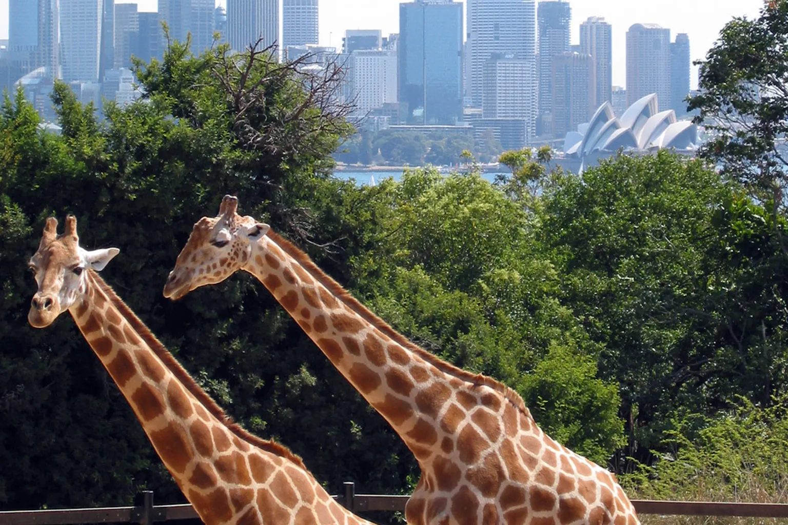 Réservation au Zoo de Taronga : l'apport des outils SIG